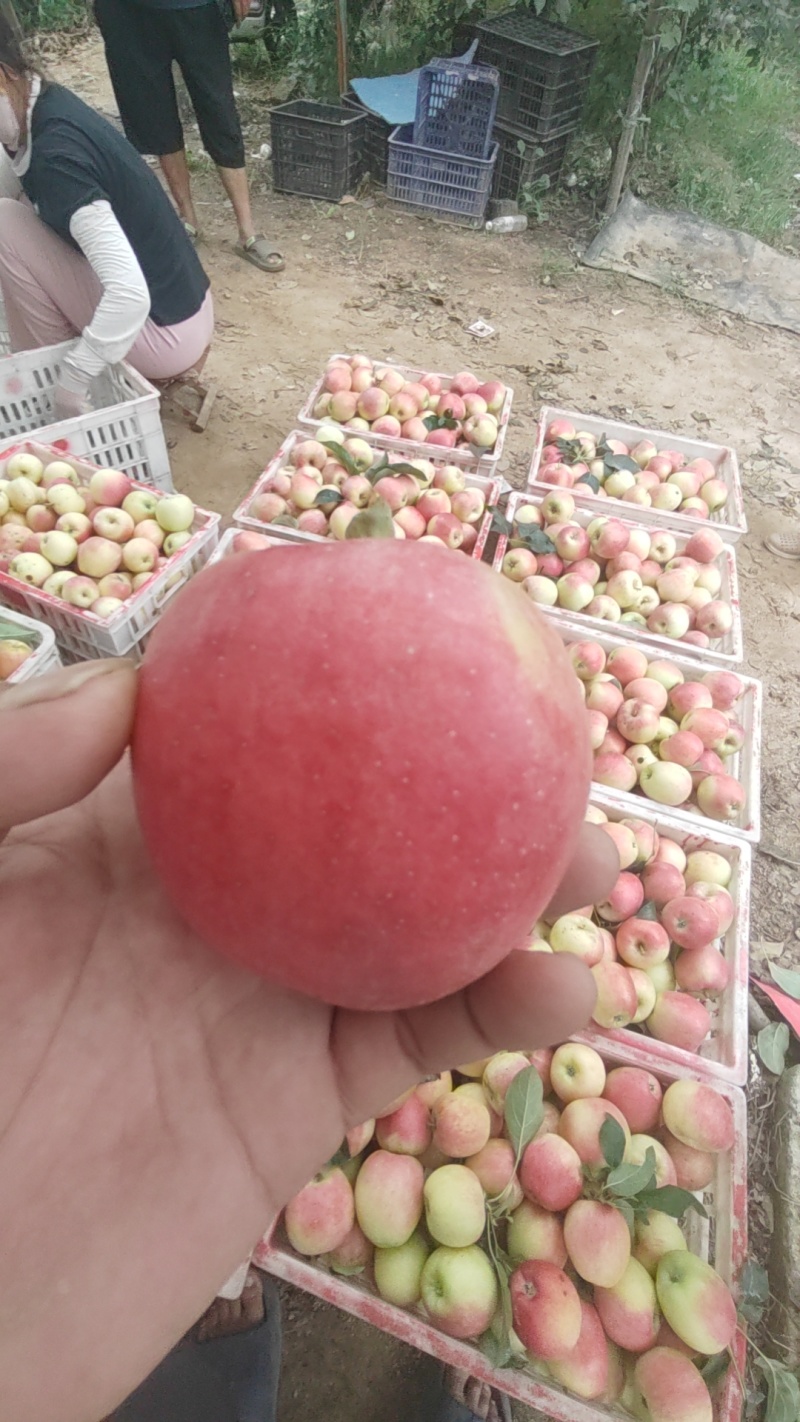 美八号鲁丽苹果