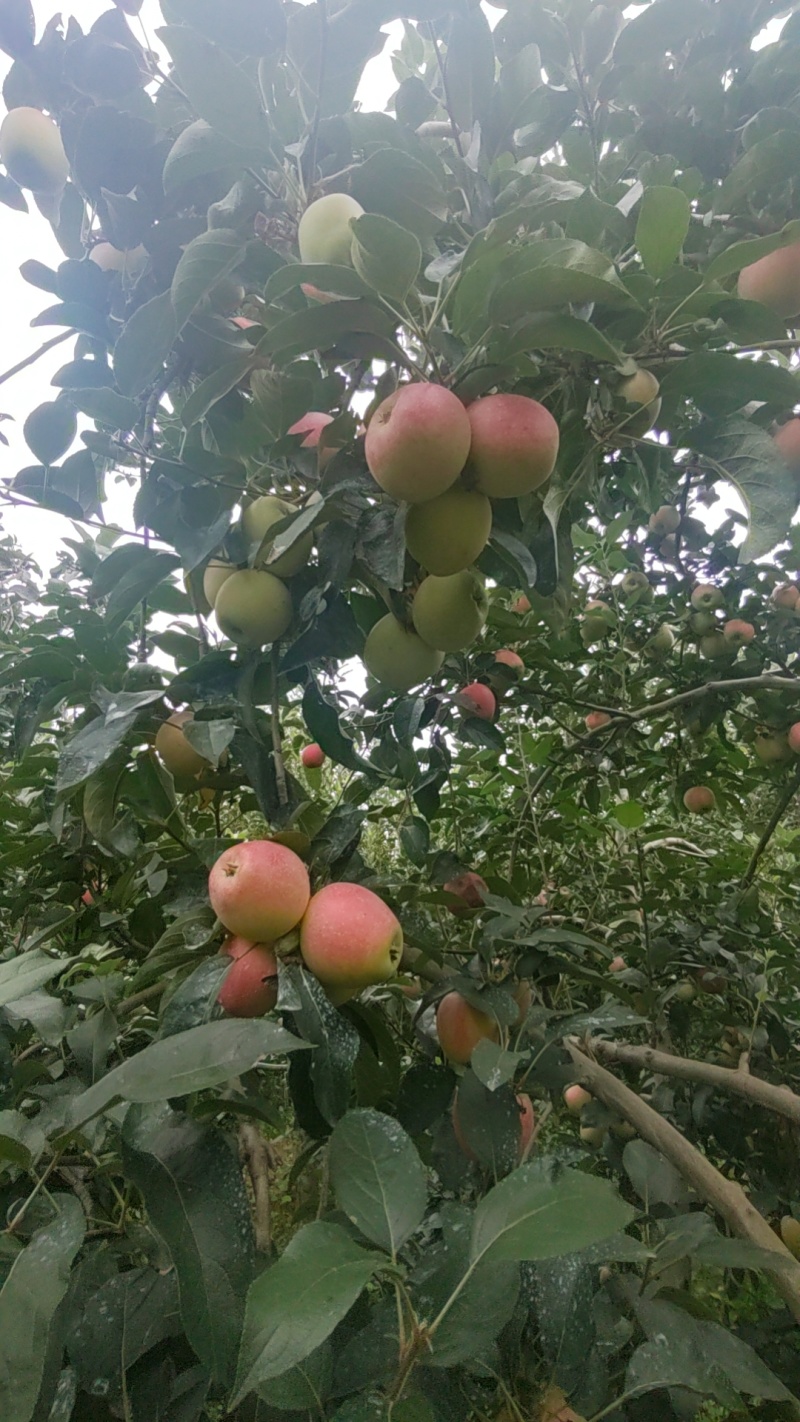美八号鲁丽苹果