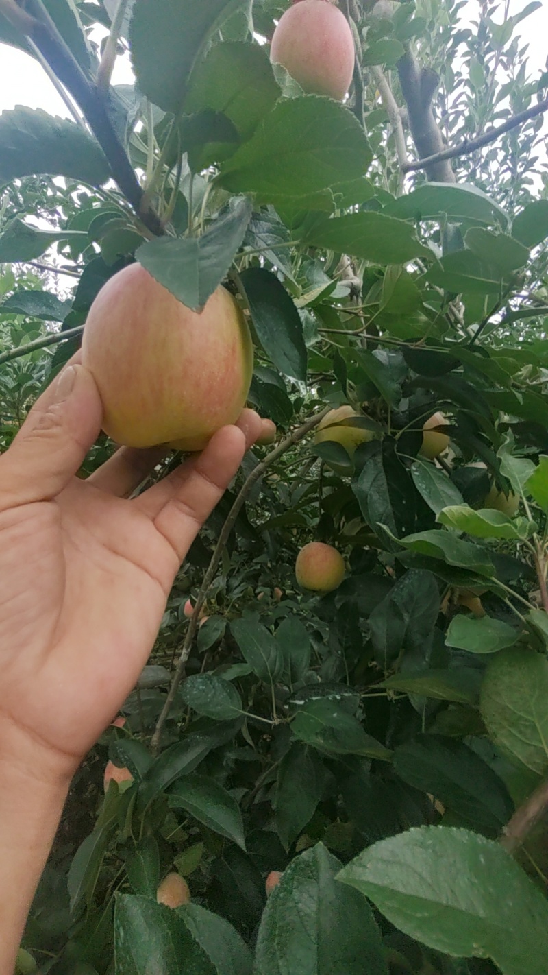 美八号鲁丽苹果