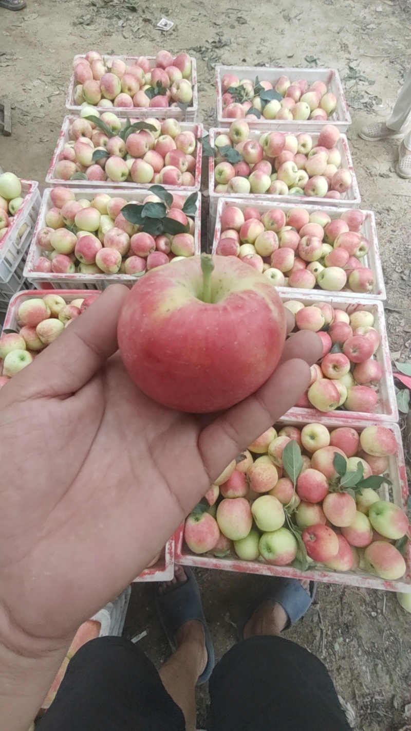 美八号鲁丽苹果