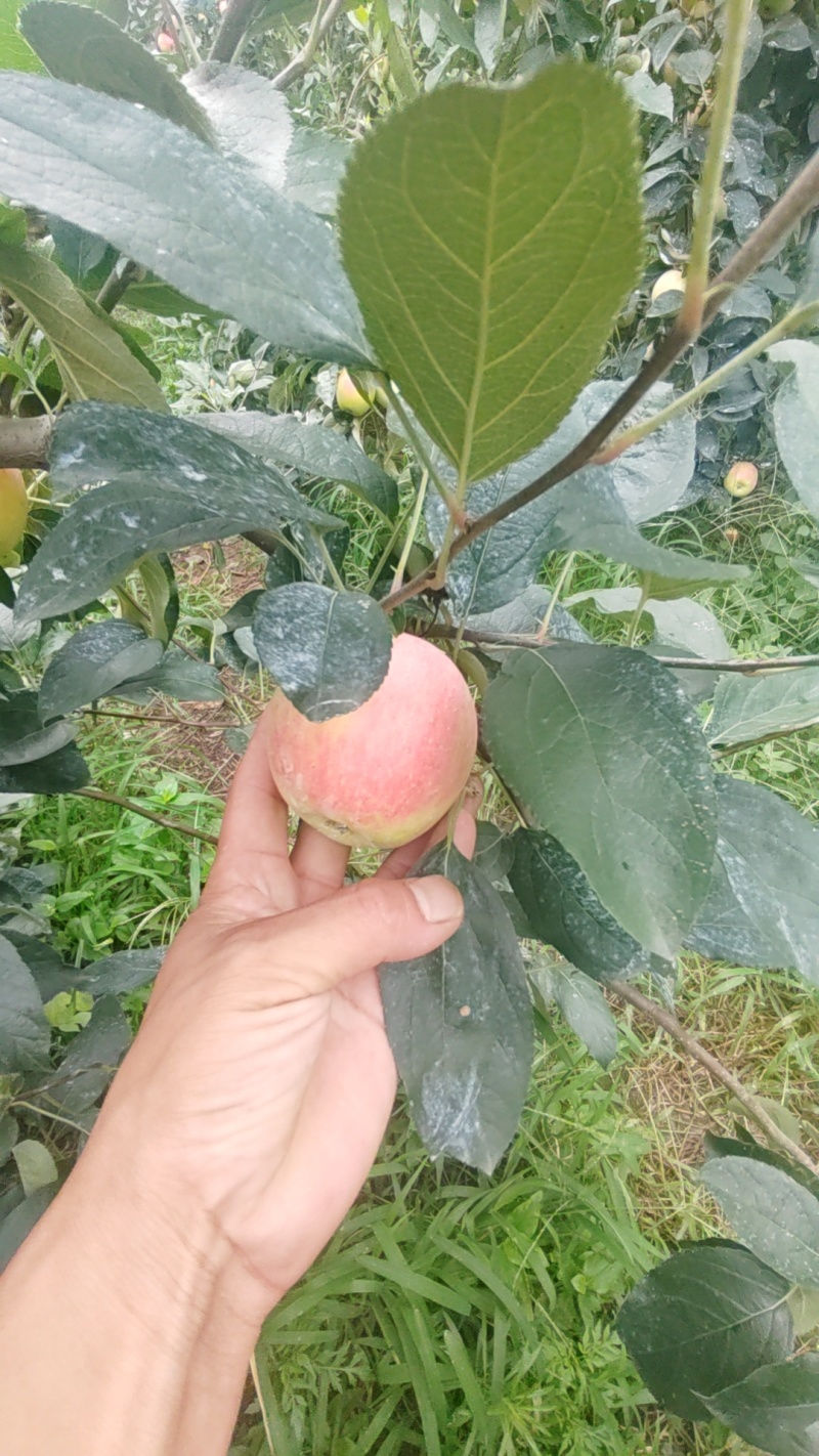 美八号鲁丽苹果