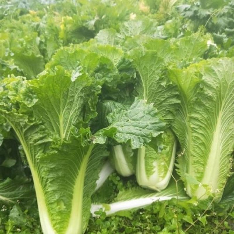 金品60大白菜种子早熟高产白菜种籽品质鲜嫩农家夏秋