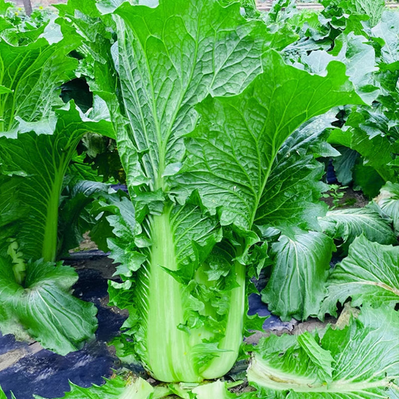 金品60大白菜种子早熟高产白菜种籽品质鲜嫩农家夏秋
