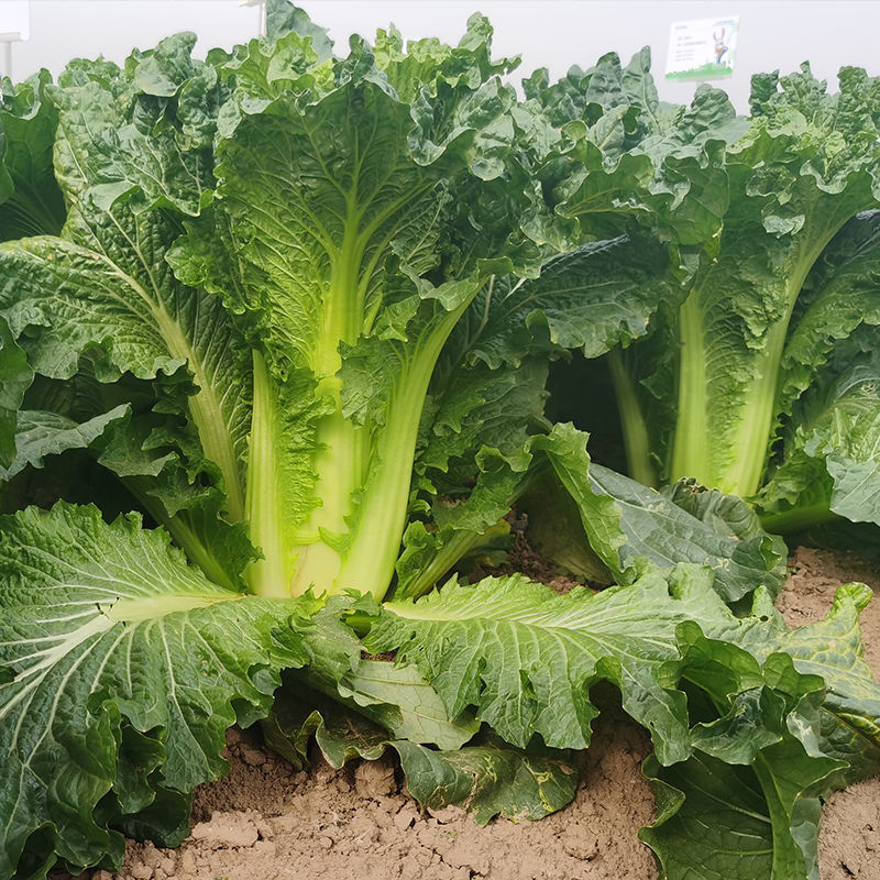 金品60大白菜种子早熟高产白菜种籽品质鲜嫩农家夏秋