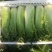 金品60大白菜种子早熟高产白菜种籽品质鲜嫩农家夏秋