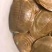 黄皮甲鱼