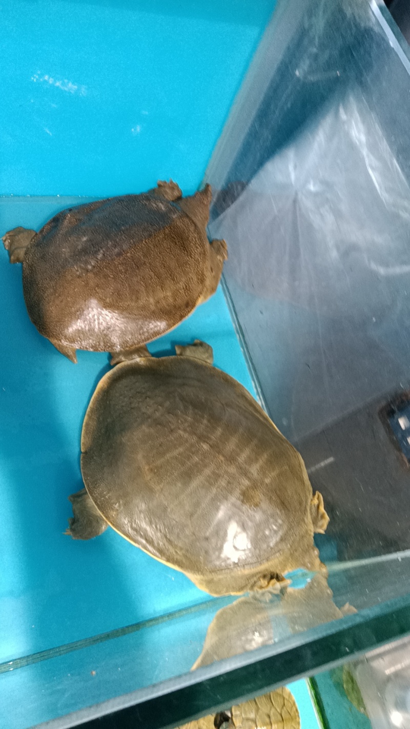 黄皮甲鱼