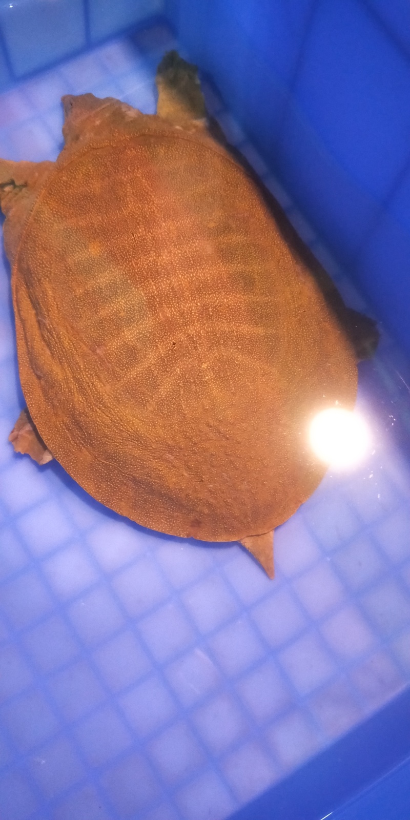 黄皮甲鱼