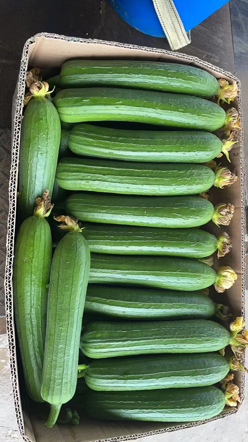 精品油皮丝瓜大量有货
