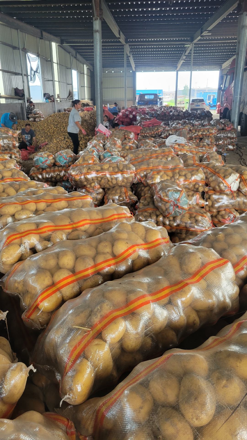 实验1号土豆陕北土豆黄皮黄心规格齐全代发全国
