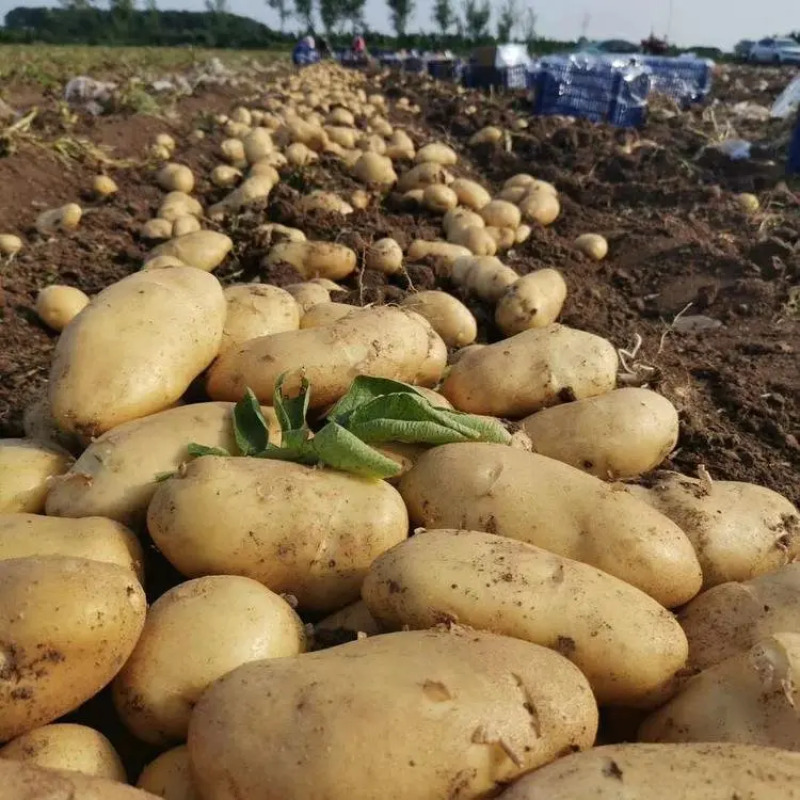 荷兰十五土豆陕北土豆黄皮黄心规格齐全全国代发