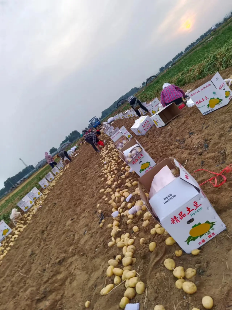 沃土5号沃土五陕北土豆陕西沃土土豆基地代发全国