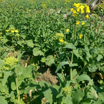 陕油1209油菜种子油菜籽榨油油菜花种子矮杆抗倒伏机收