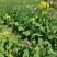陕油1209油菜种子油菜籽榨油油菜花种子矮杆抗倒伏机收