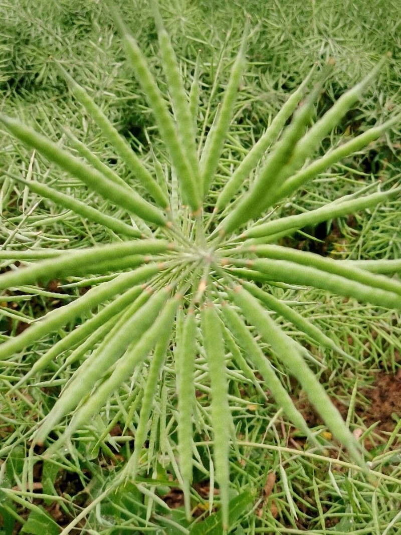 陕油1209油菜种子油菜籽榨油油菜花种子矮杆抗倒伏机收