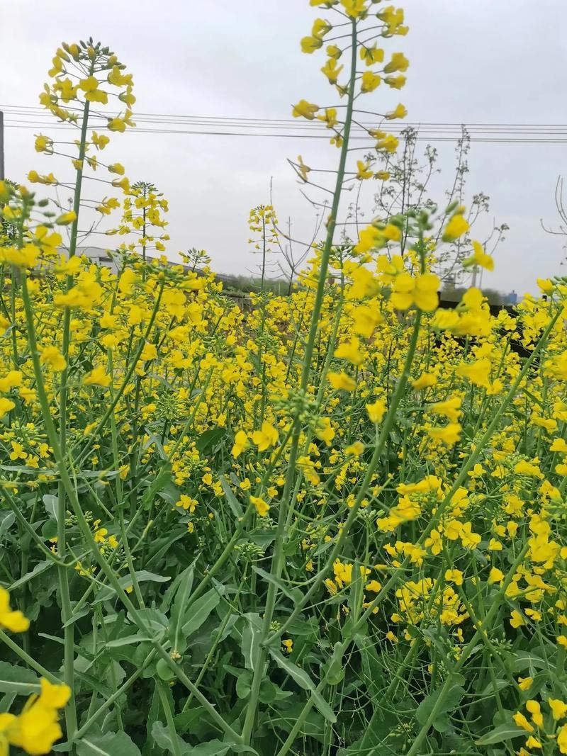 陕油1209油菜种子油菜籽榨油油菜花种子矮杆抗倒伏机收