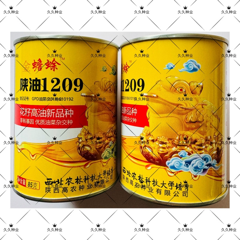 陕油1209油菜种子油菜籽榨油油菜花种子矮杆抗倒伏机收