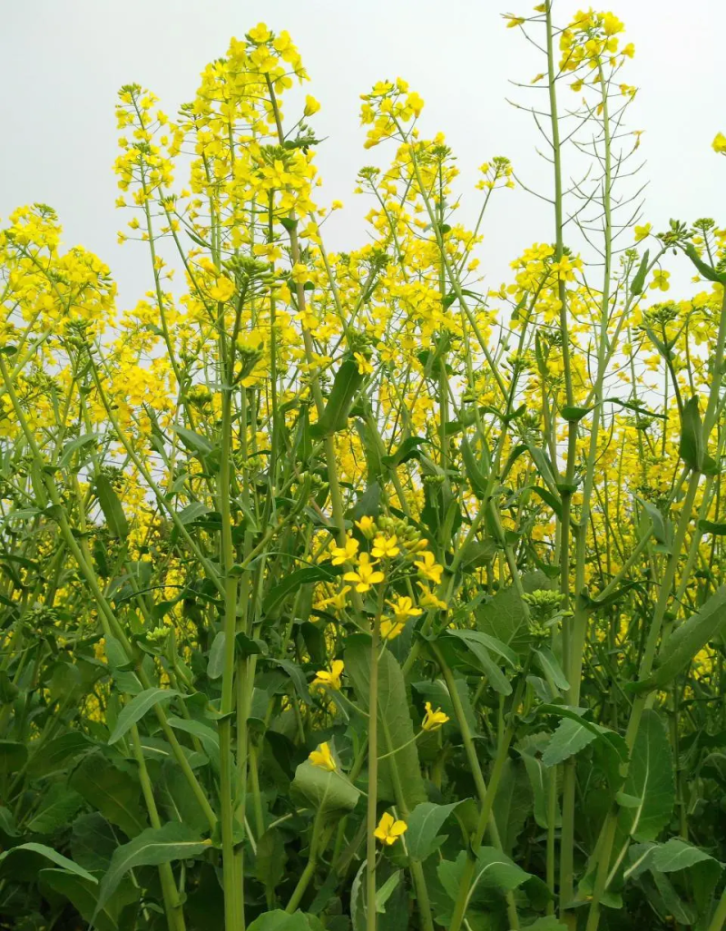 陕油1209油菜种子油菜籽榨油油菜花种子矮杆抗倒伏机收