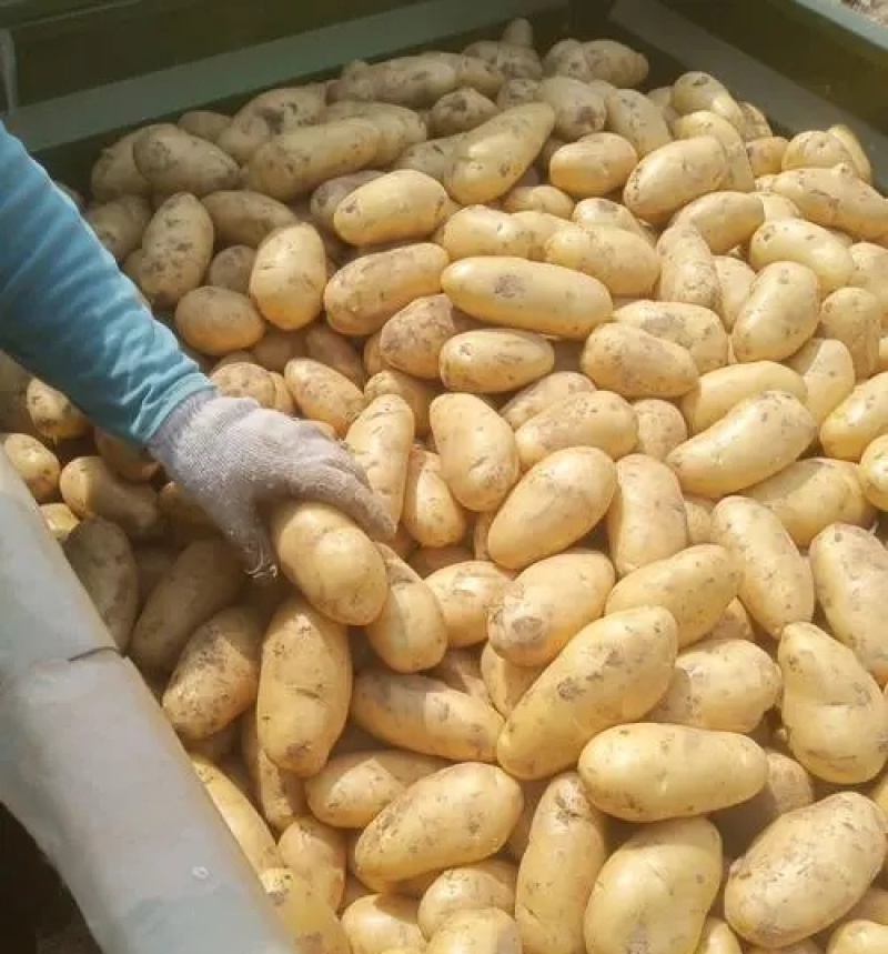 希森土豆陕北土豆黄皮黄心规格齐全量大从优全国发货