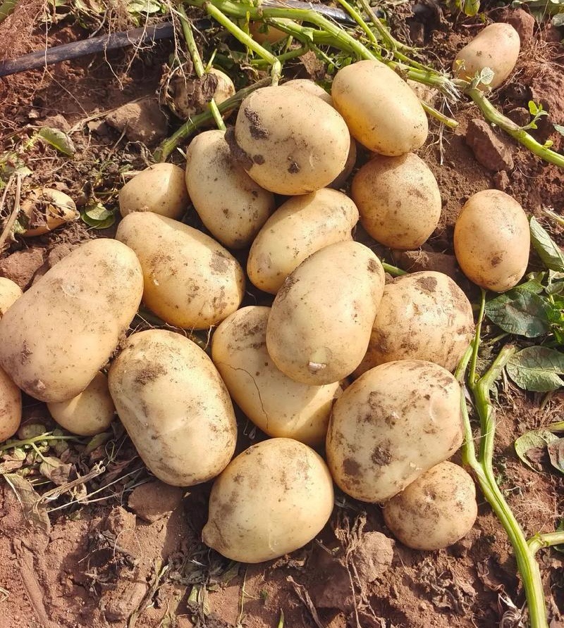 希森土豆陕北土豆黄皮黄心规格齐全量大从优全国发货