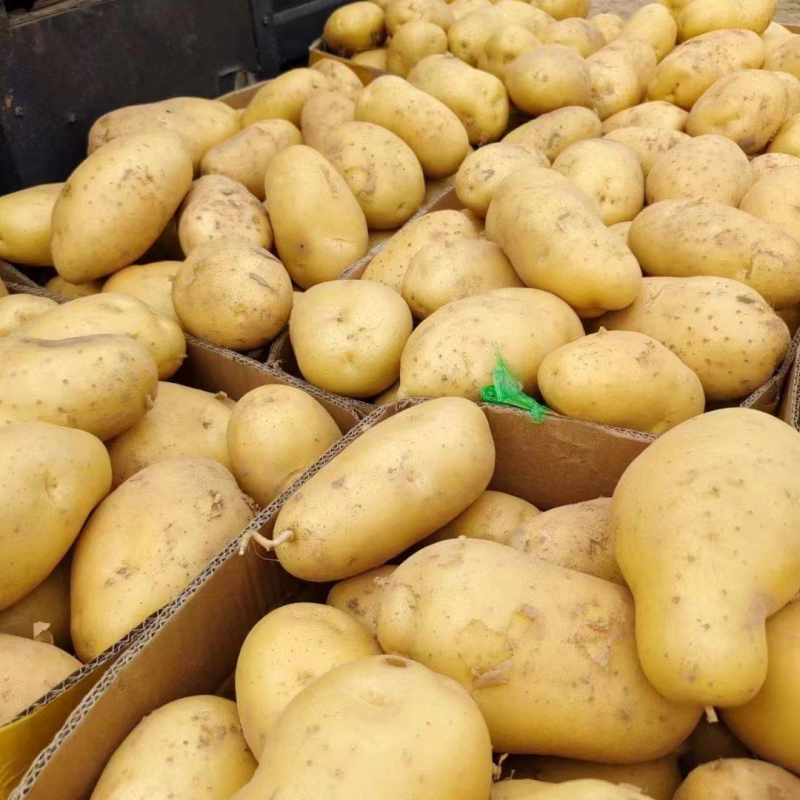 希森土豆陕北土豆黄皮黄心规格齐全量大从优全国发货