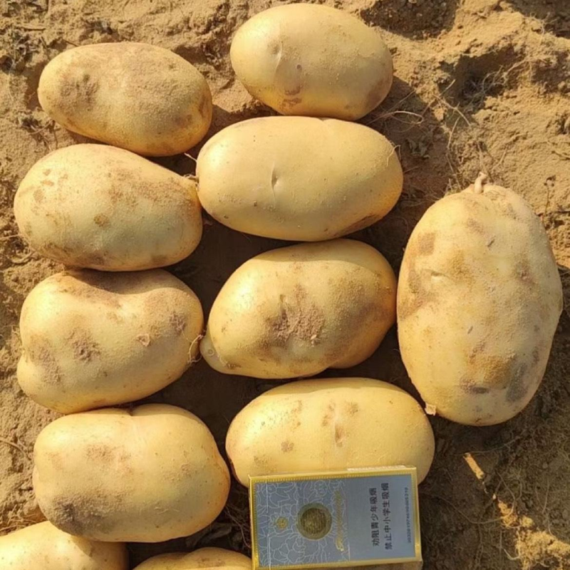 希森土豆陕北土豆黄皮黄心规格齐全量大从优全国发货