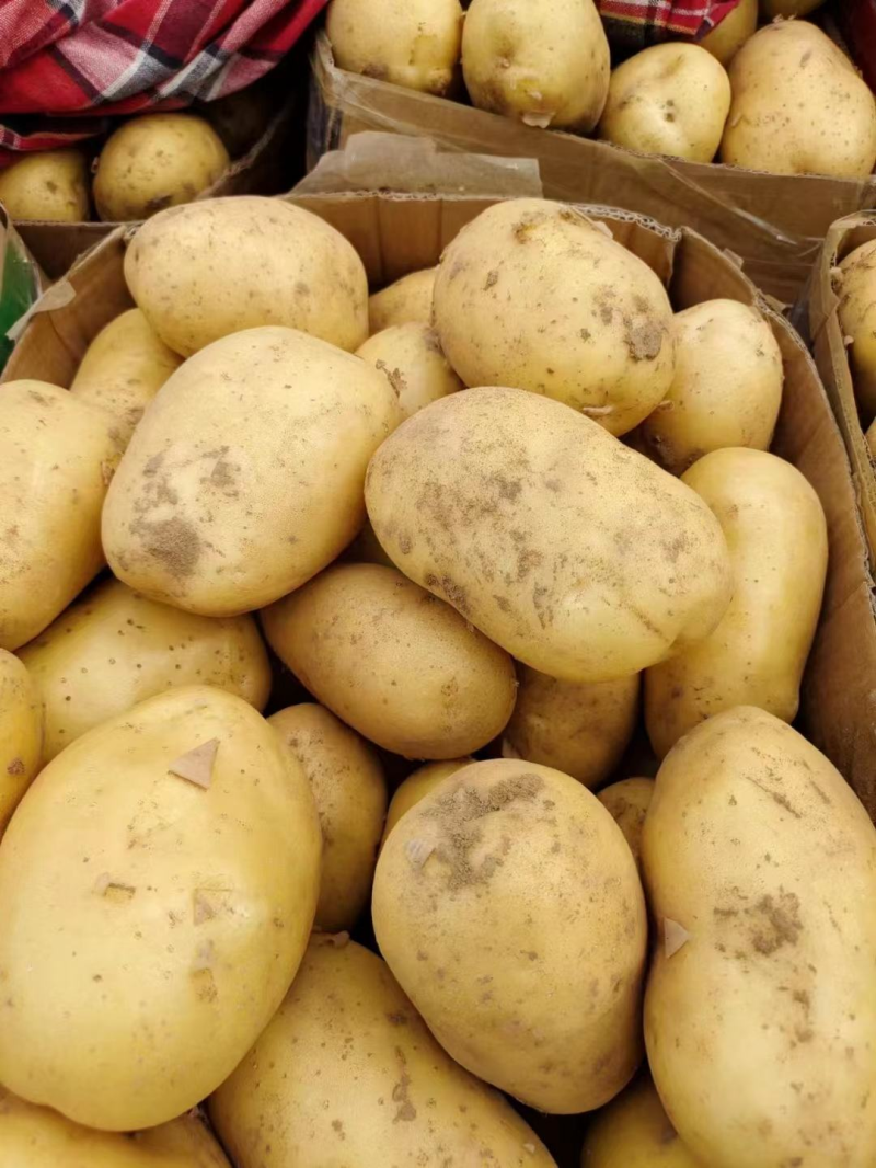 希森土豆陕北土豆黄皮黄心规格齐全量大从优全国发货