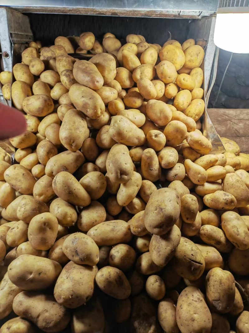 希森土豆陕北土豆黄皮黄心规格齐全量大从优全国发货