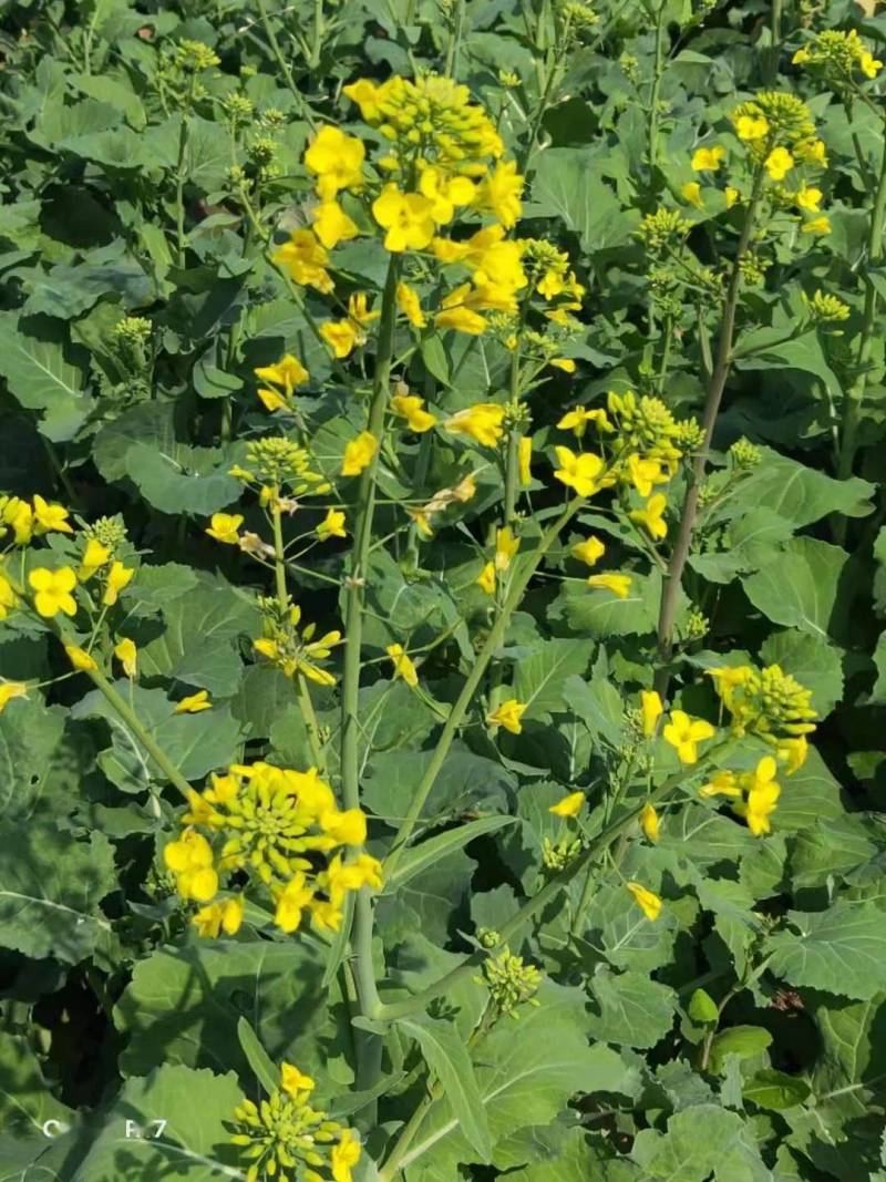 陕油1209油菜种子油菜籽榨油油菜花种子矮杆抗倒伏机收