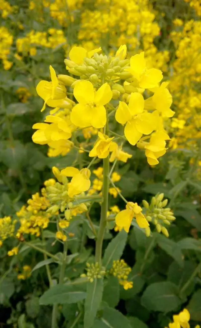 陕油1209油菜种子油菜籽榨油油菜花种子矮杆抗倒伏机收