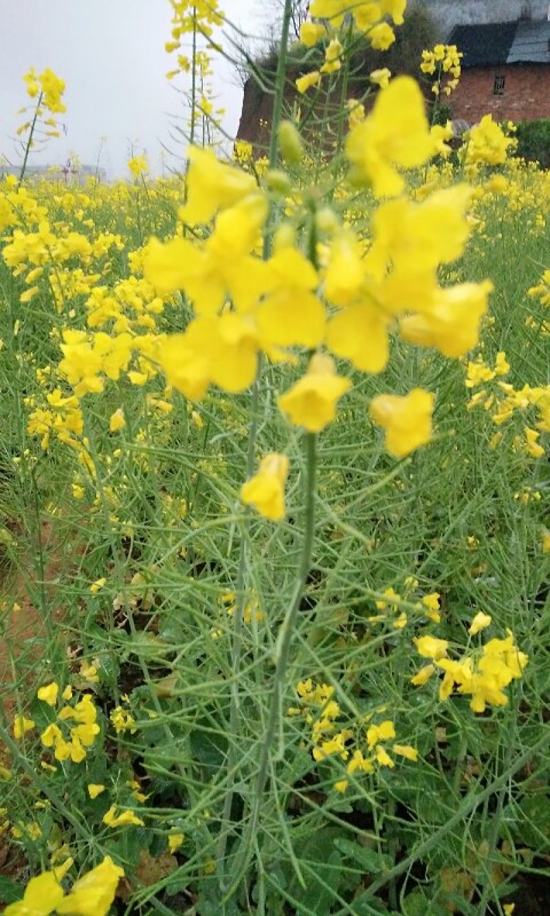 陕油1209油菜种子油菜籽榨油油菜花种子矮杆抗倒伏机收