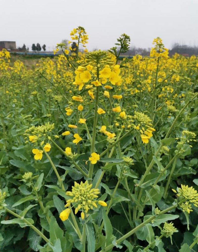 陕油1209油菜种子油菜籽榨油油菜花种子矮杆抗倒伏机收