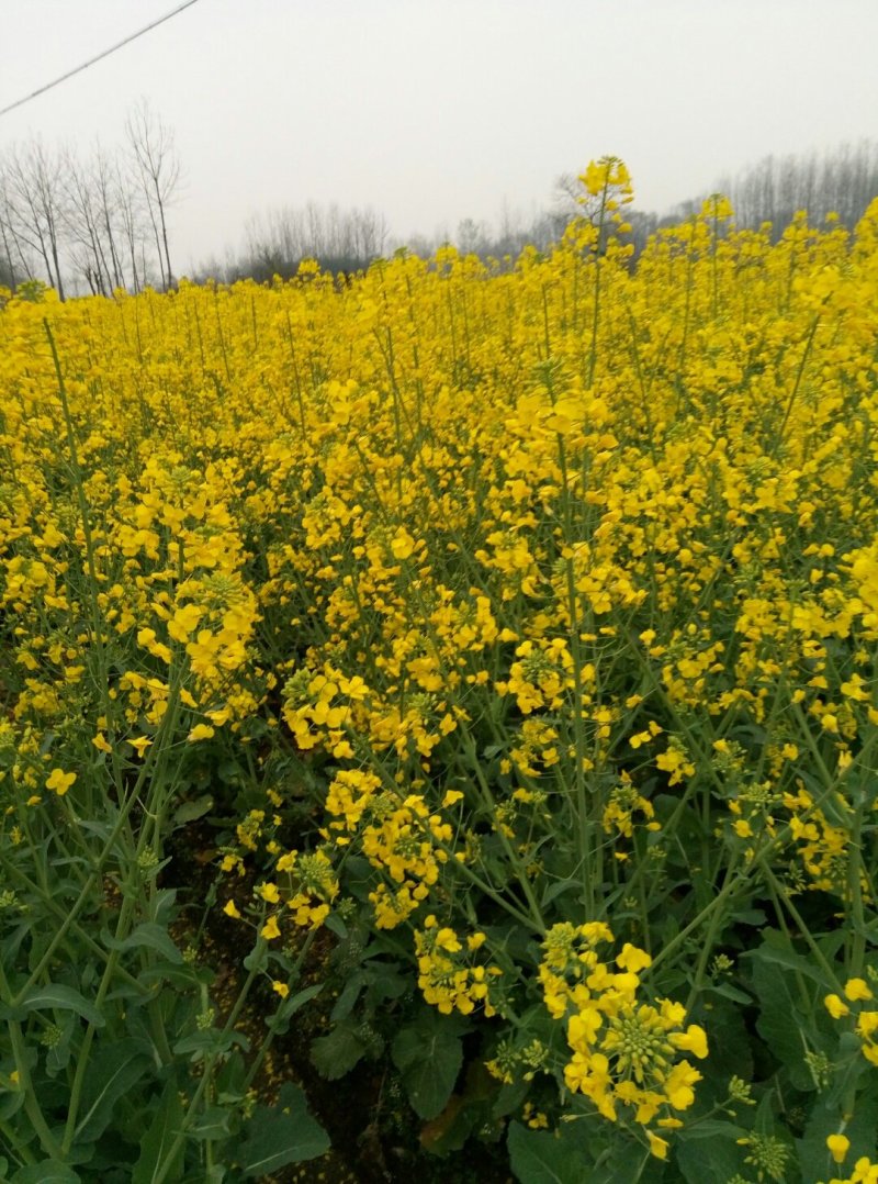 天油16油菜种子各地专用早熟矮杆高产高油高耐寒抗病抗倒伏