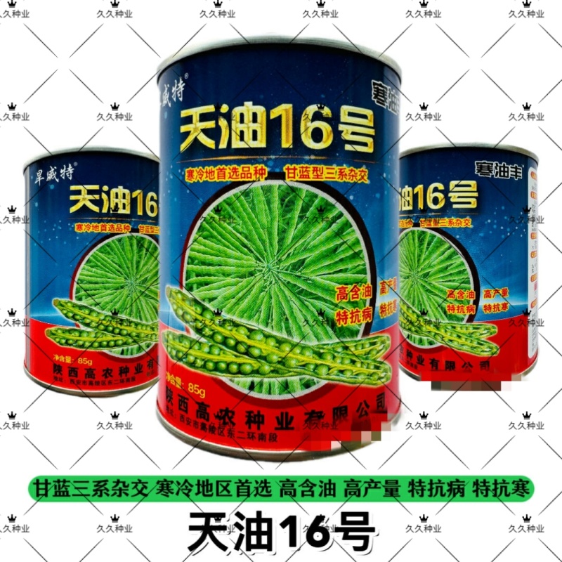 天油16号特矮油菜种子高产高油矮杆抗寒抗倒伏农家秋季