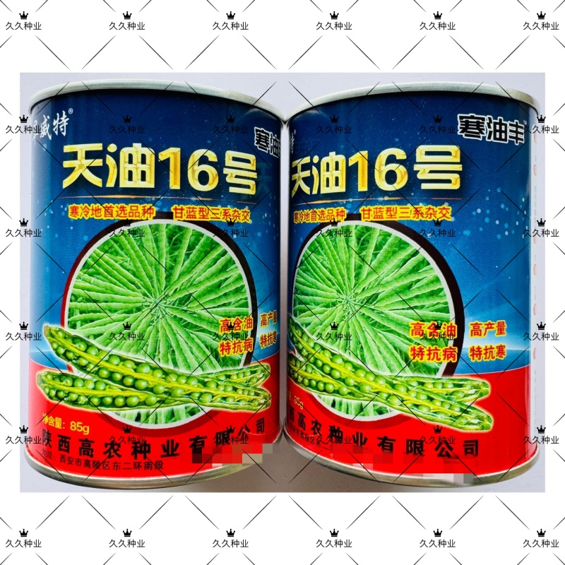 天油16号特矮油菜种子高产高油矮杆抗寒抗倒伏农家秋季