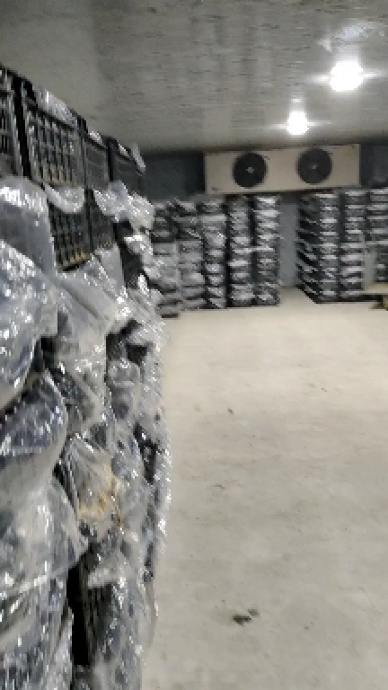 河北张家口阳原葡萄大量上市，优质收货场地，各种配套设施