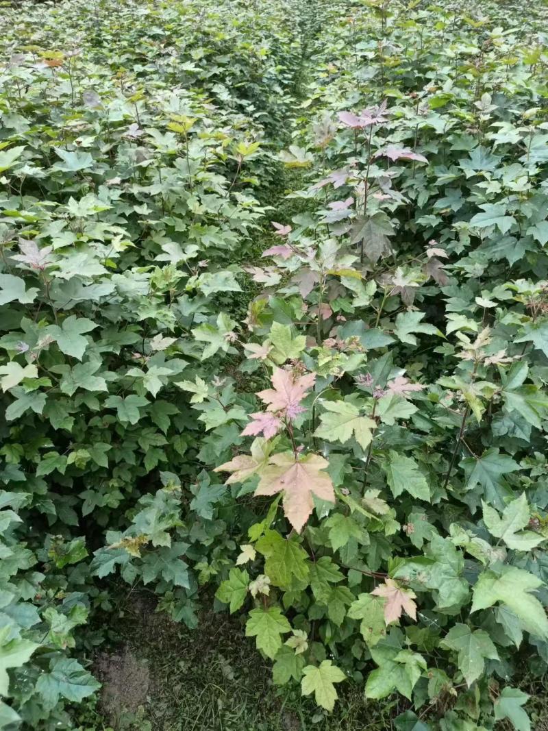 枫香苗一年生枫香苗