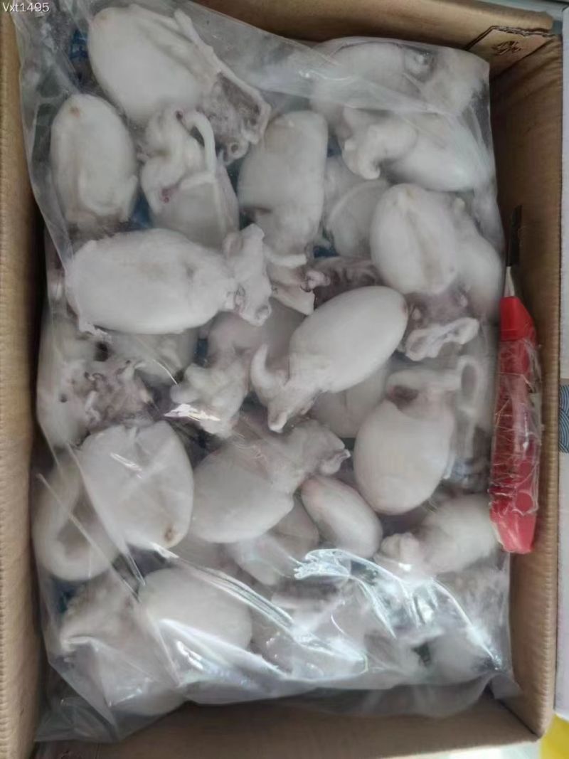墨鱼仔，单冻鲜活墨鱼仔去皮去内脏，饭店捞汁食材