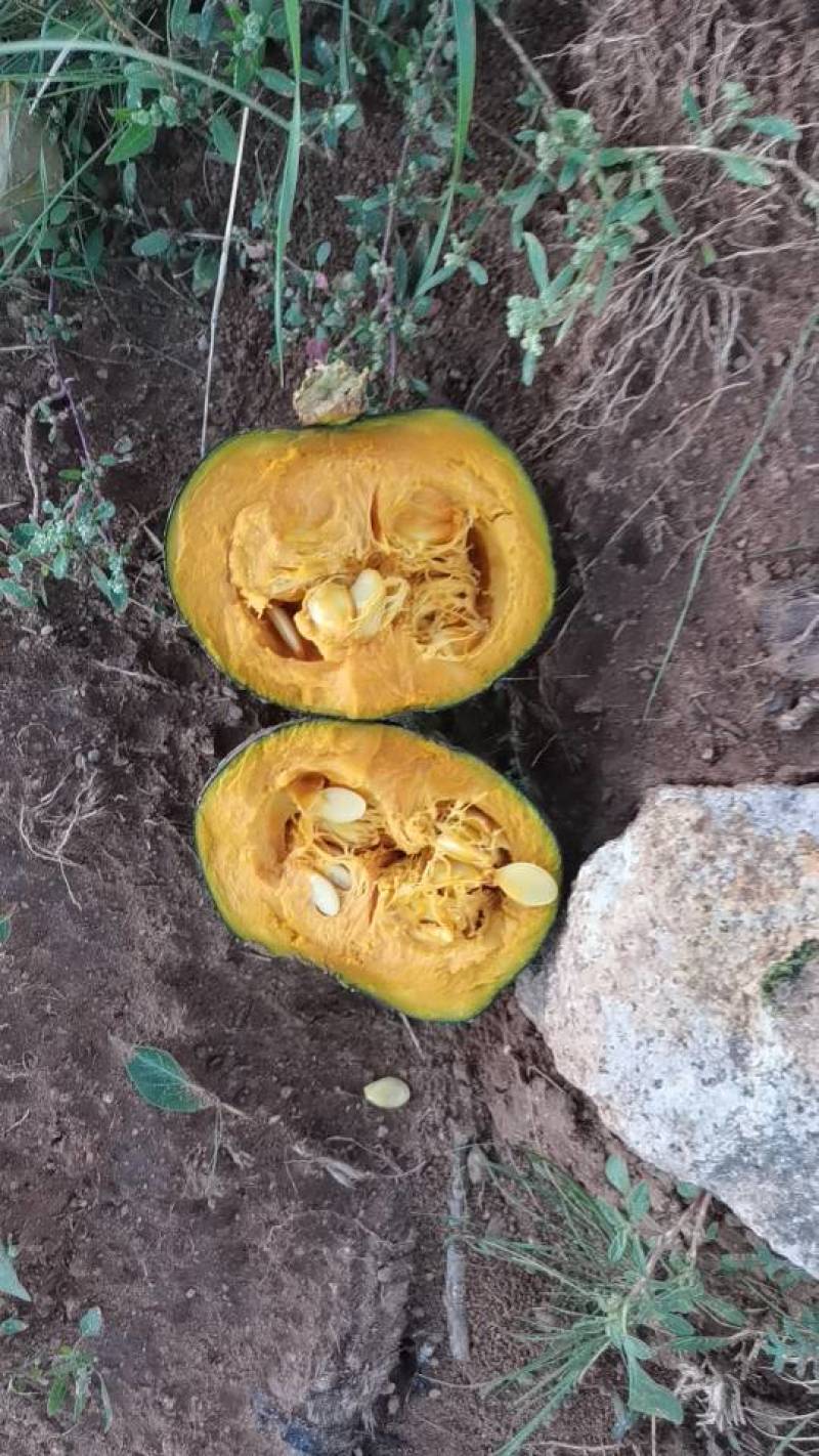 贝贝南瓜