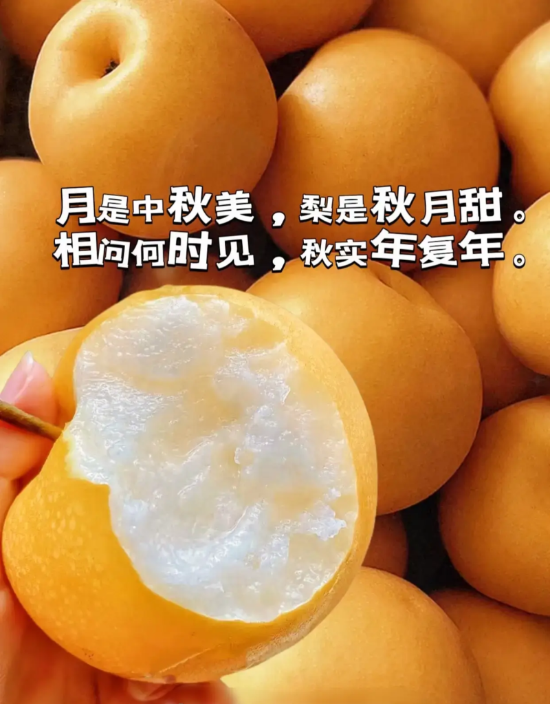 安徽秋月梨.基地直供.保质保量实力代收发