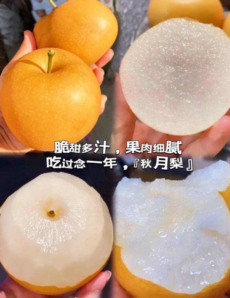 安徽秋月梨.基地直供.保质保量实力代收发
