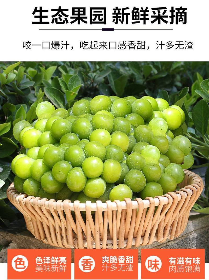 阳光玫瑰整串晴王葡萄青提无籽提子香印应季新鲜水果