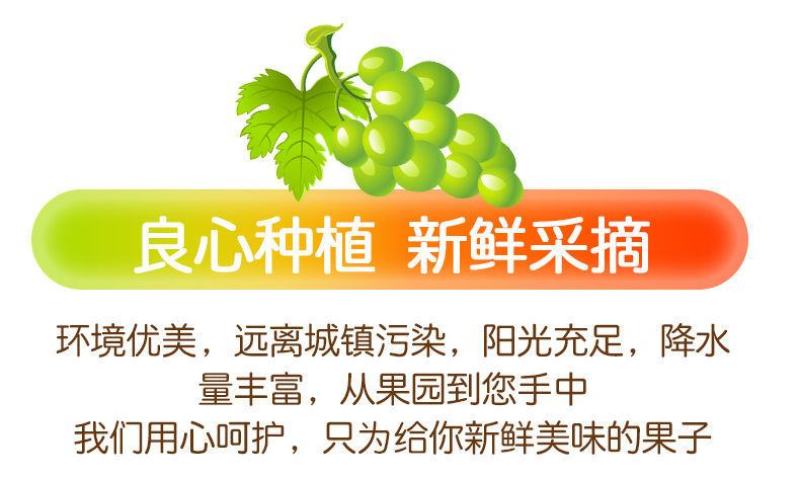 阳光玫瑰整串晴王葡萄青提无籽提子香印应季新鲜水果