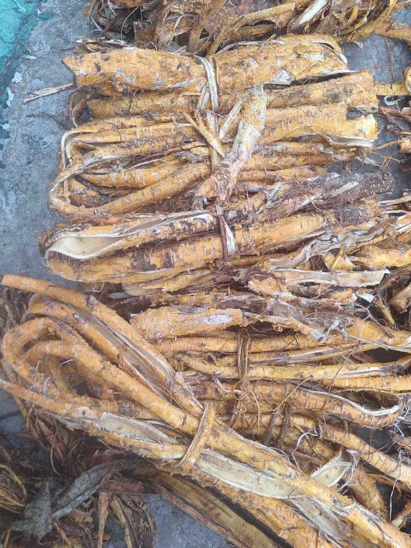桑白皮野生山货质量杠杠的无污染