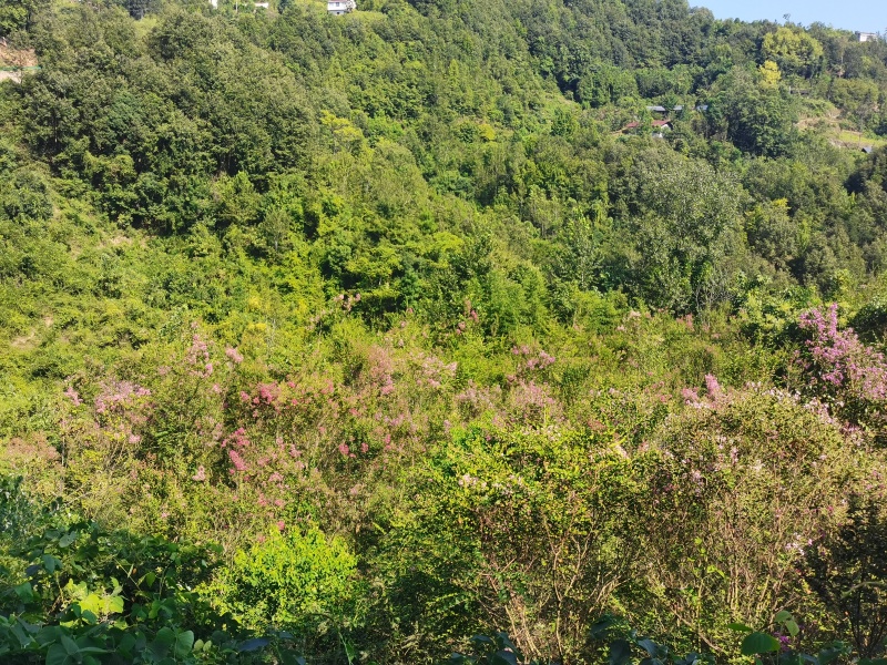 粉色，紫色，白色，紫荆花