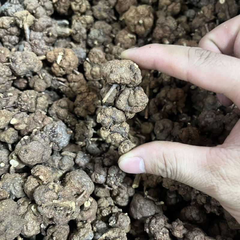 猫爪草中药猫爪草野生新鲜正品中药材猫抓草水洗猫爪草精选包