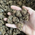 猫爪草中药猫爪草野生新鲜正品中药材猫抓草水洗猫爪草精选包