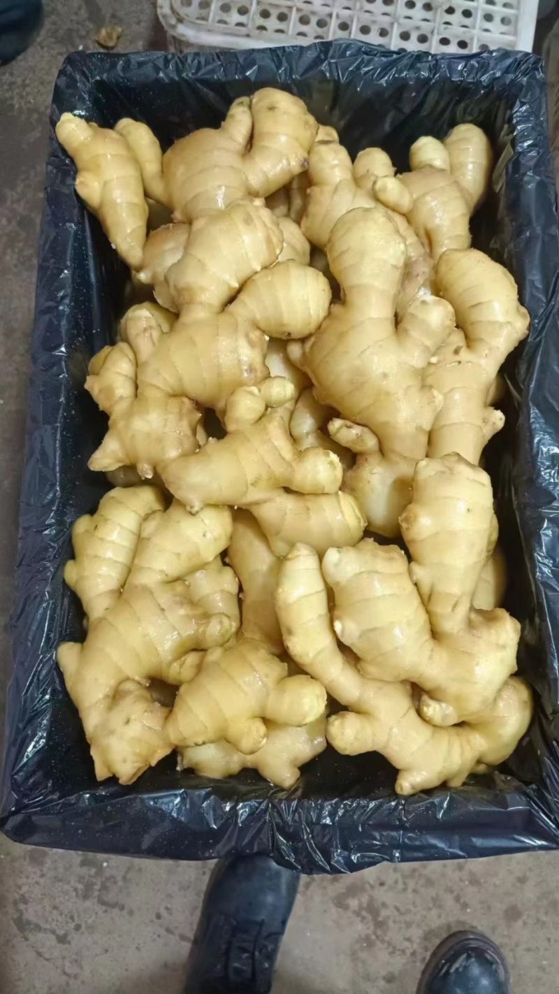 精品大黄姜山东大黄姜产地直发一手货源量大从优