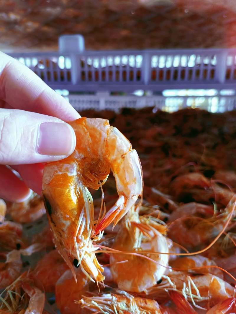 南美白对虾加工户活虾加工新货新加工的全国冷链物流发货