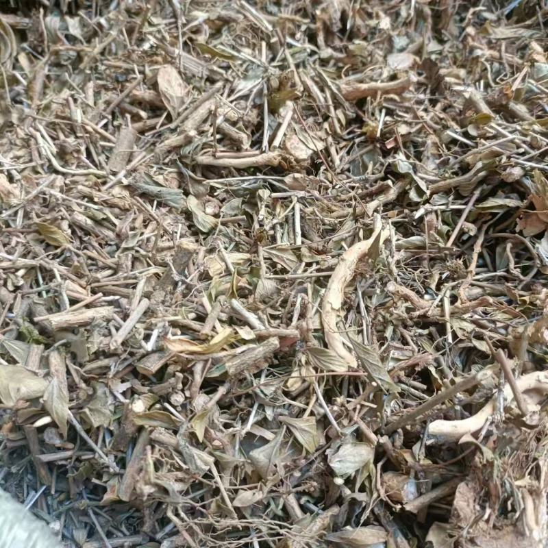 六月雪白马骨路边荆金千年矮新货2024